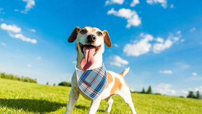 Dog Bandana for Small Medium Large Dogs, Cat Kerchief Blue Plaid, Triangle Bibs Scarf for Girl or Boy